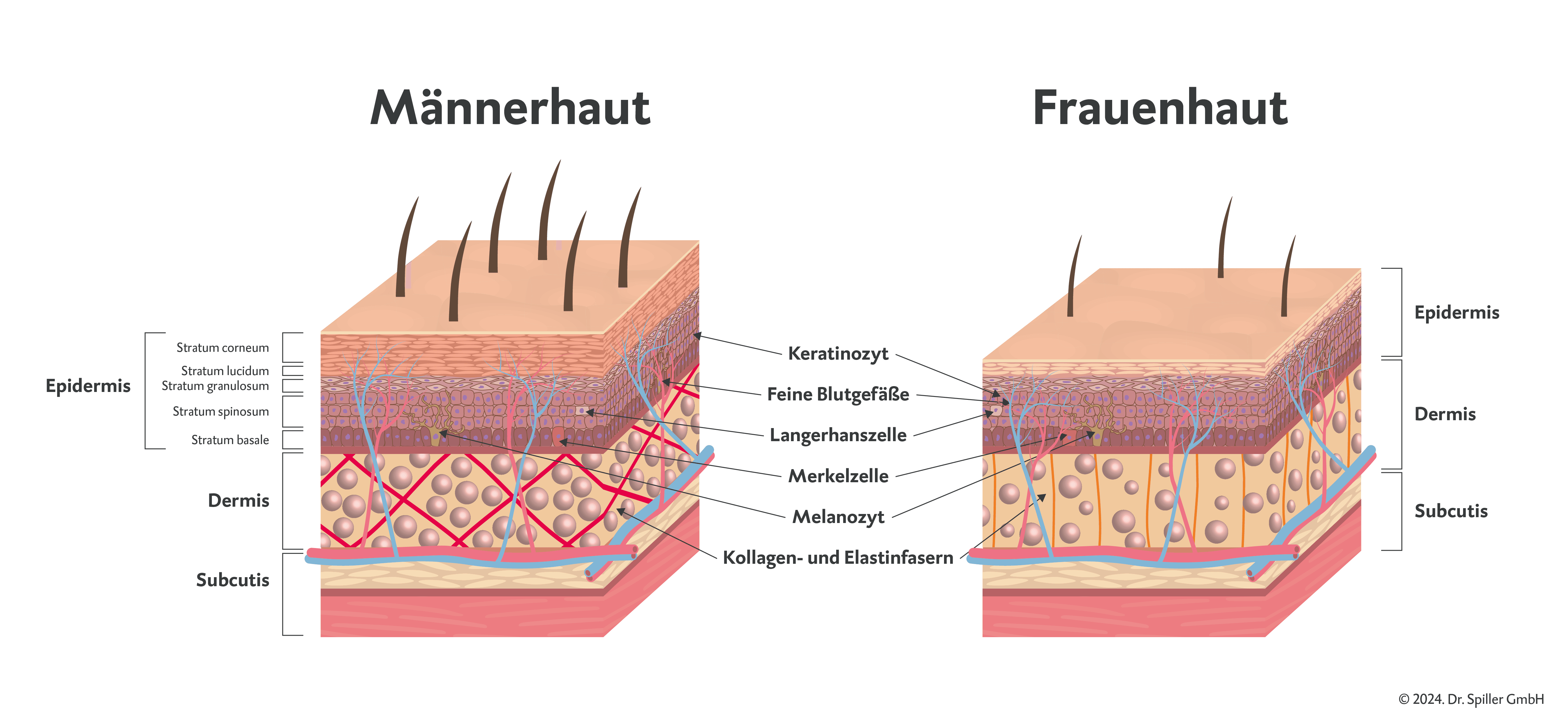 Darstellung Hautunterschied Mann und Frau