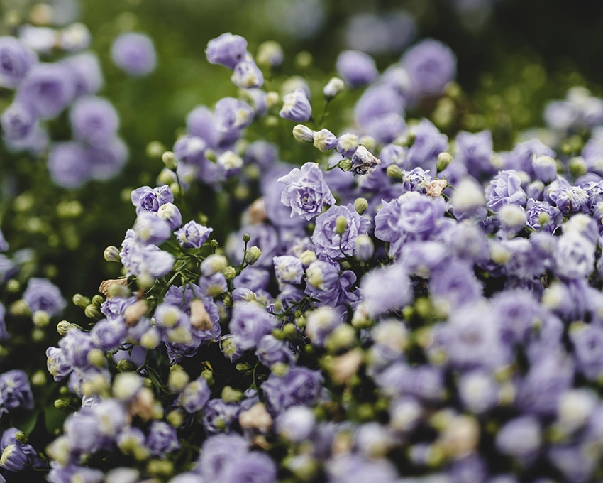 Lila Blüten auf einem Feld in der Natur