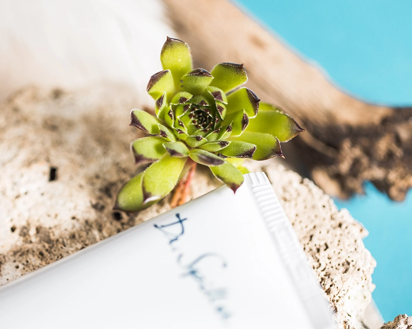 Alpine Aloe plant in close-up on a Dr. Spiller tube