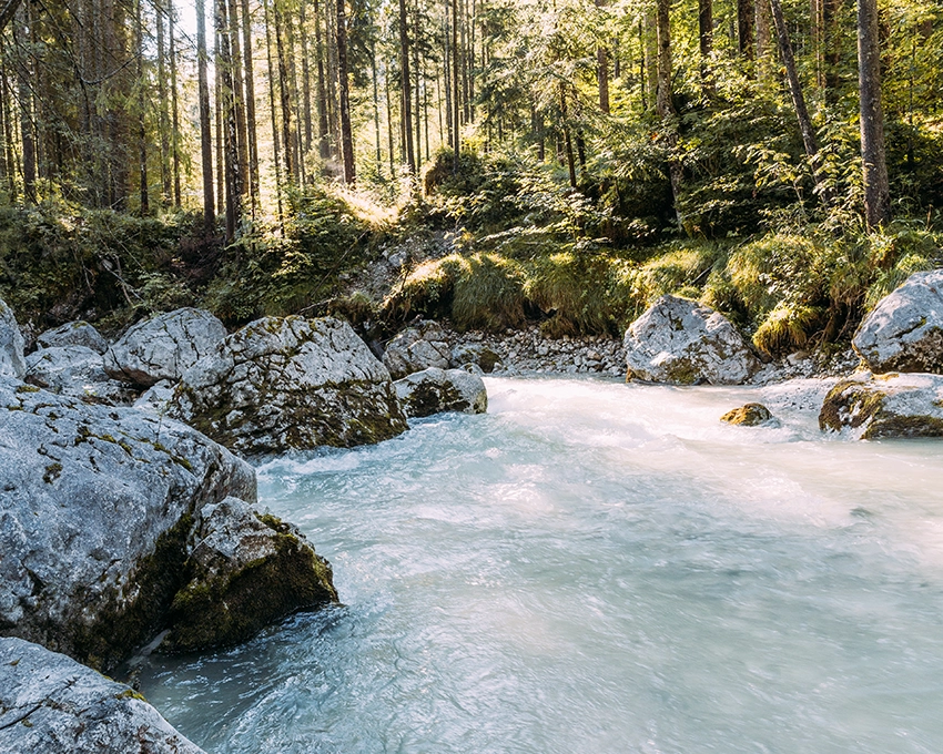 Fresh mountain water in a sunny forest