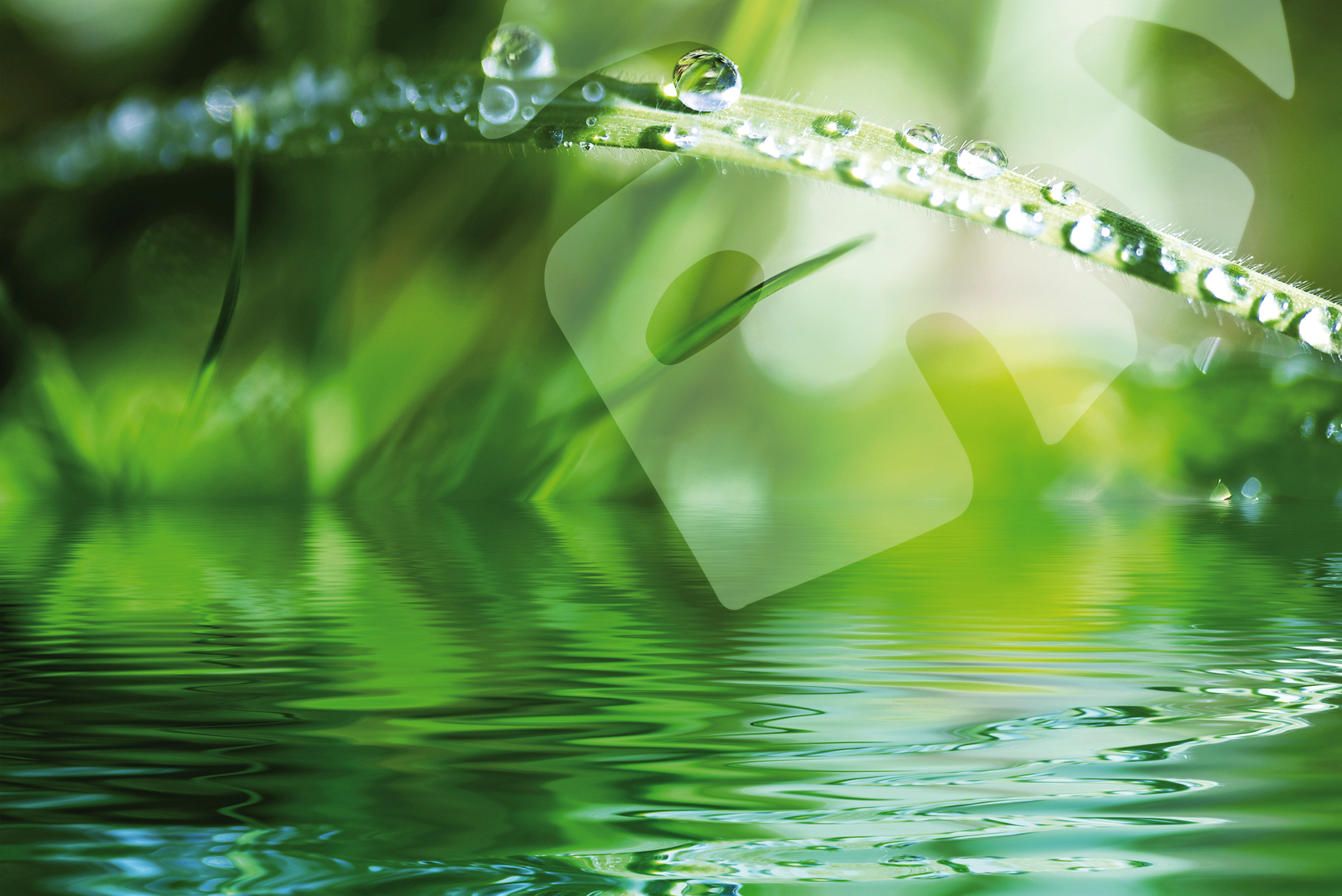Image of Magico logo on green tropical background with water