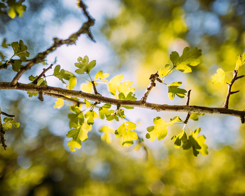 Branch with fresh green leaves in sunlight