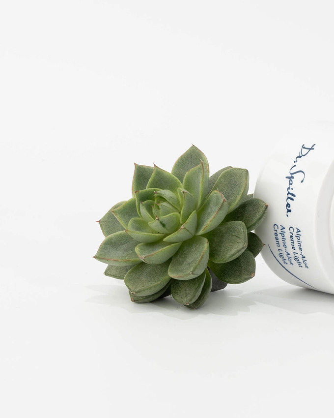 Alpine Aloe plant close-up