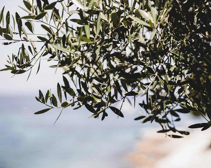 Olivenzweige mit grünen Blättern in natürlichem Licht